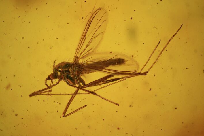 Detailed Fossil Fly (Diptera) In Baltic Amber #58036